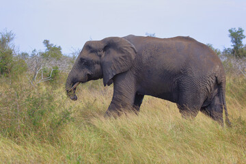 Fototapeta na wymiar Afrikanischer Elefant mit verletztem Rüssel / African elephant with an injured trunk / Loxodonta africana..