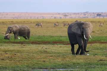 Obraz premium Elephans in Amboseli swamp landscape