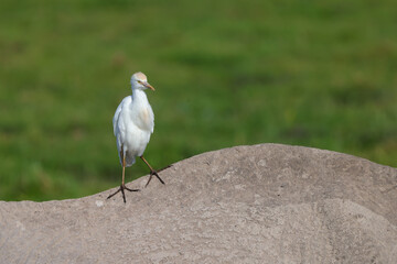 white great egret sits on the back of an elephant