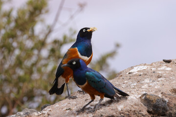 superb starling in Amboseli NP