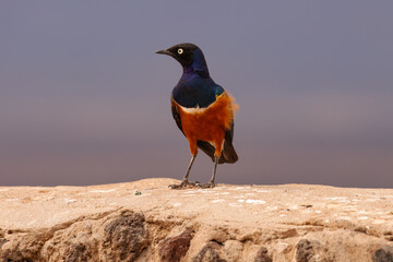 superb starling in Amboseli NP