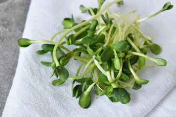 healthy food. Fresh microgreen sunflower on a white napkin
