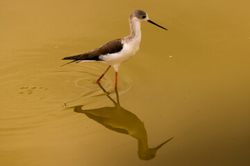 redshank wader bird in Amboseli NP