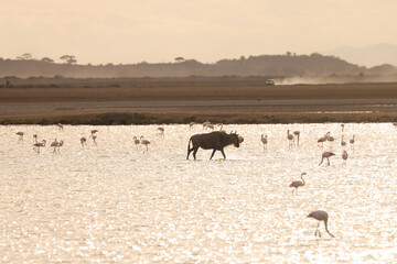 a single wildebeest wades through a flat lake in Amboseli NP