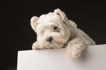 white West Highland White Terrier dog on a dark isolated background