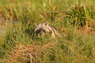 civet cat in Amboseli NP