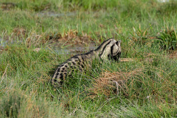 african civet cat in Amboseli NP