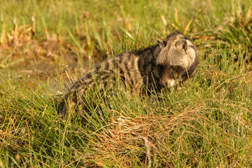 african civet cat in Amboseli NP