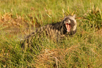 civet cat in Amboseli NP