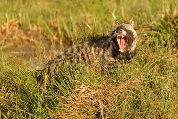 african civet cat in Amboseli NP