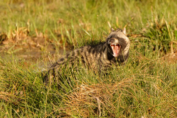 civet cat in Amboseli NP