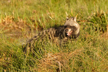 civet cat in Amboseli NP