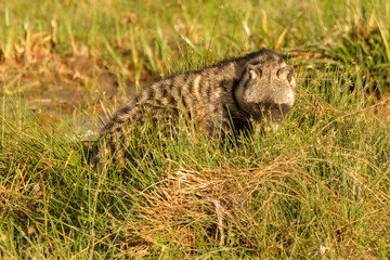 civet cat in Amboseli NP