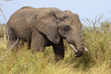 Fototapeta na wymiar Afrikanischer Elefant mit verletztem Rüssel / African elephant with an injured trunk / Loxodonta africana..