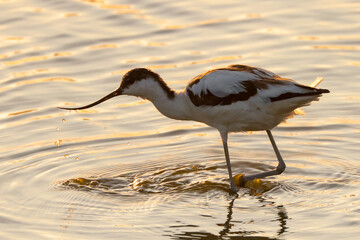 Avocet with water dripping from its beak