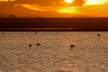 sunset time at a bird lake in Amboseli NP
