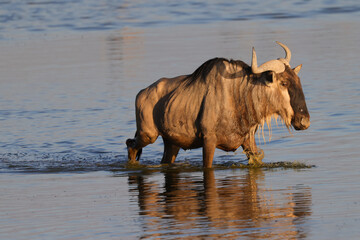 a group of wildebeests wades through a flat lake in Amboseli NP