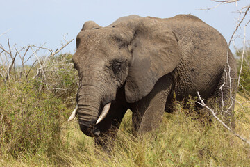 Naklejka na ściany i meble Afrikanischer Elefant mit verletztem Rüssel / African elephant with an injured trunk / Loxodonta africana..