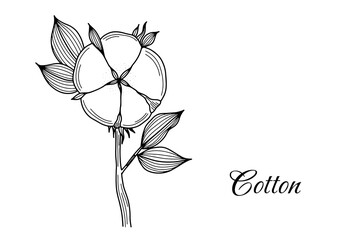 Hand drawn cotton flower. Vintage engraving style. Black and white vector illustration