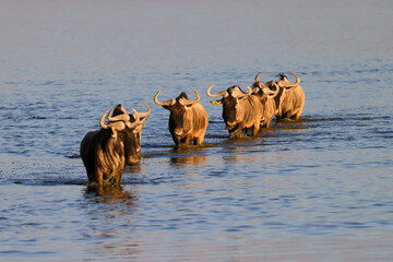 a herd of wildebeests crosses a flat lake in Amboseli NP at sunset