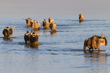 a herd of wildebeests crosses a flat lake in Amboseli NP at sunset