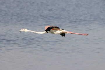 flying flamingo just above the water surface of a lake in Amboseli NP