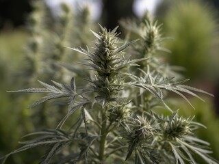 Wormwood (Artemisia absinthium) in the garden