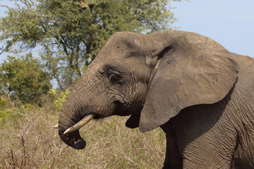 Afrikanischer Elefant mit verletztem Rüssel / African elephant with an injured trunk / Loxodonta africana..