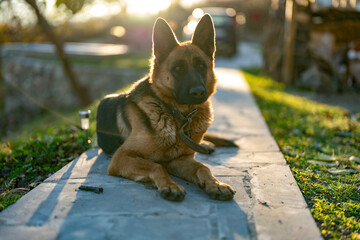German Shepherd three-year old female