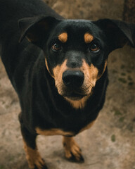 black dog portrait