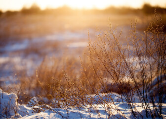 Winter chilly landscape in the field