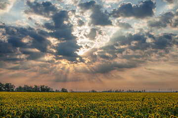 A blooming sunflower in a field under beautiful clouds with sunlight breaking through them
