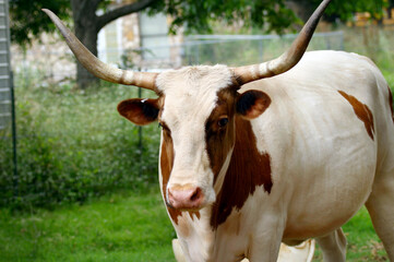 A  brown and white Texas Longhorn Steer in a back pasture looking at the camera.