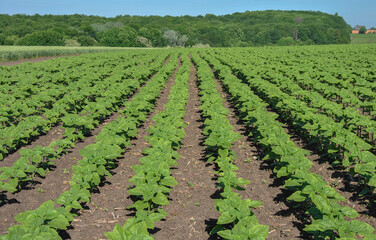 Fototapeta na wymiar field with rows of young sunflowers. rows of young, green, weed-free sunflowers. A young sunflower grows in a field.