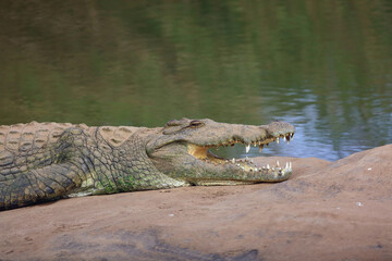 Nilkrokodil / Nile crocodile / Crocodylus niloticus
