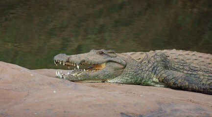Nilkrokodil / Nile crocodile / Crocodylus niloticus