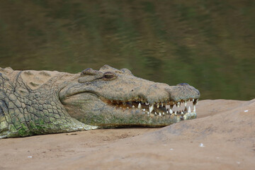 Nilkrokodil / Nile crocodile / Crocodylus niloticus..