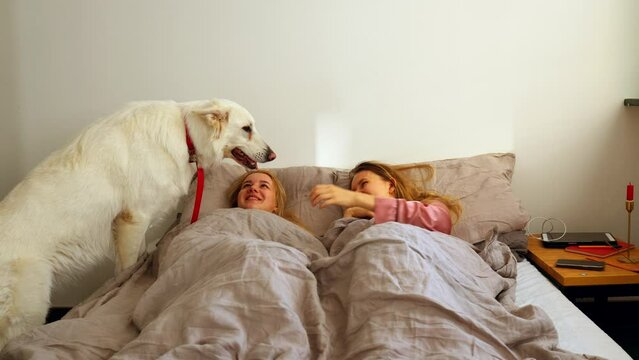 a big white shepherd dog wakes up two sisters' friends in bed. the dog licks the face of the sleeping girl. morning girlfriends in bed