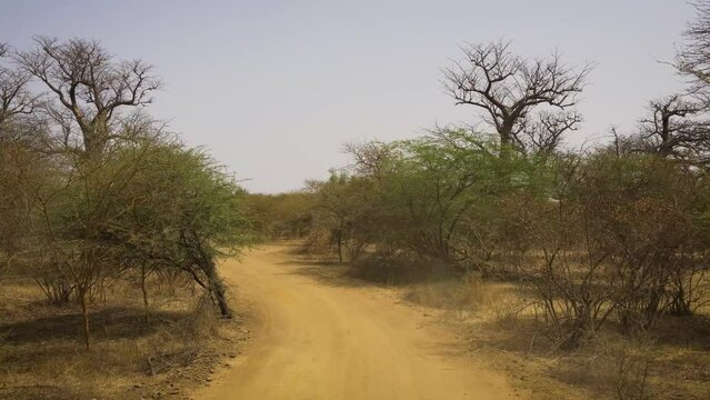 Driving on a dusty road through the sparse, dry landscape of Bandia Reserve in Senegal. 4K UHD video.