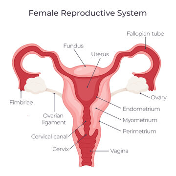 Female reproductive system vector illustration graphic diagram