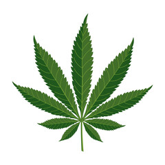 Cannabis leaf isolated on white background. Marijuana leaf. Illustration, vector