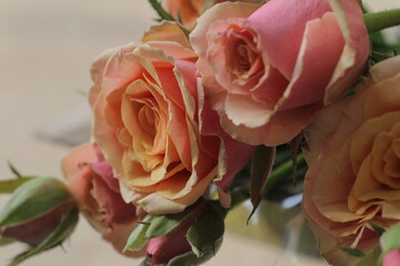 pink roses in a vase