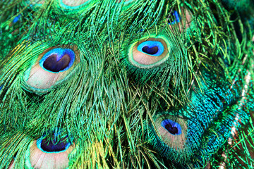 Horizontal close up of a Blue Peacock's feathers.