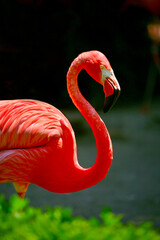 A single colorful pink flamingo with an s-curved neck in front of a bokeh background.