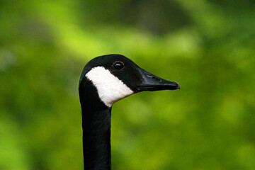 Horizontal close-up portrait of a Goose's head and neck against a greenish bokeh background.