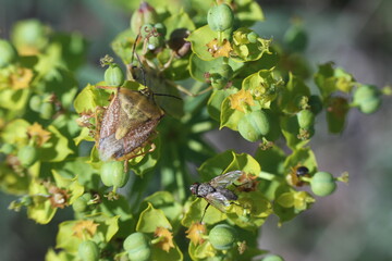 butterfly on a tree