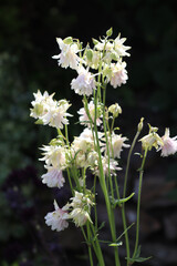 Fototapeta premium Aquilegia flower white close up with copy space. Selective focus blurred background red flower in the garden. Exotic shape flower. UK flower