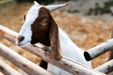 closeup of a Boer goat at petting zoo or farm