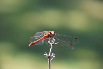Große Heidelibelle Männchen (sympetrum striolatum) im Sommer am Teich Nahaufnahme makro close up...