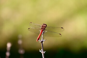 Männliche, große Heidelibelle mit ausgebreiteten Flügeln, Sympetrum striolatum, rote Libelle...